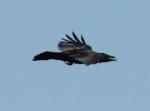  (Corvus corax)