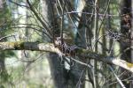 Рябинник (Turdus pilaris)