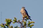 Дербник (Falco columbarius)