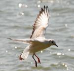 Озерная чайка (Larus ridibundus)