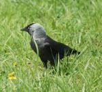 Галка (Corvus monedula)