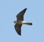 Кобчик (Falco vespertinus)